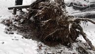 Drama u centru Beograda: Pod težinom snega srušilo se masivno drvo na automobile!
