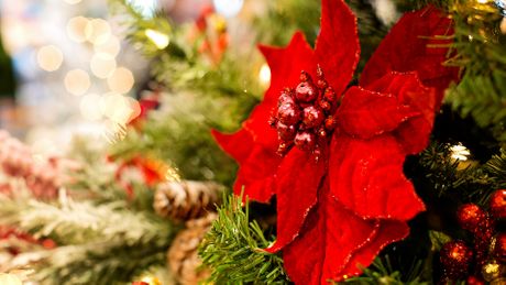 Božićna zvezda cvet