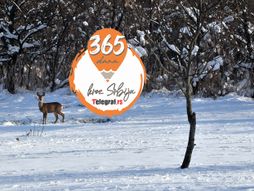 365 dana kroz Srbiju Novi Bečej zima