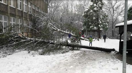 Osnovna škola "Stefan Nemanja", Senjak, drvo, sneg