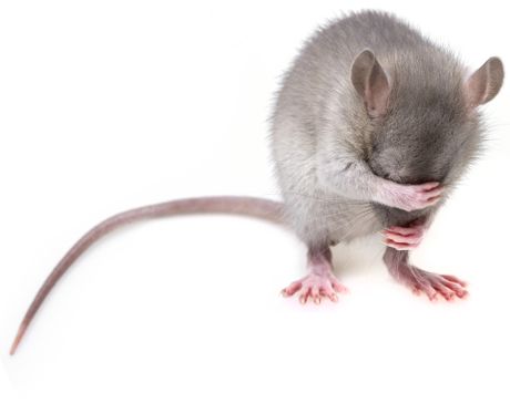 Miš, mouse