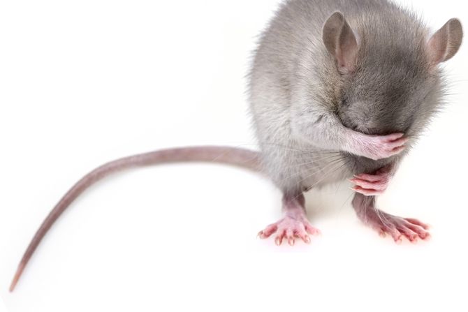 Miš, mouse