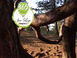 Divčibare ljubavno drvo 365 dana kroz Srbiju