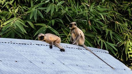 Gray langur monkeys  majmuni , Indija Tehatta
