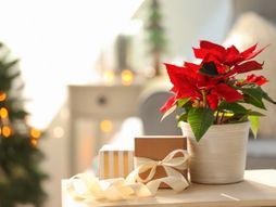 Božićna zvezda, cveće, saksija, poklon, Nova godina