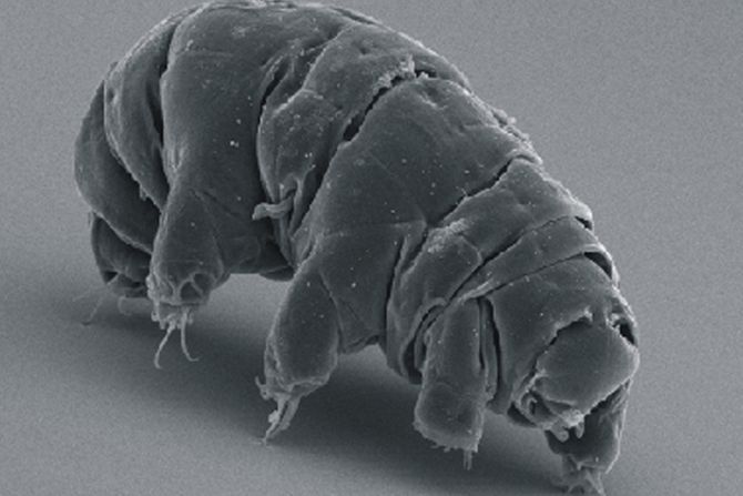 Vodeni medved, Tardigrade