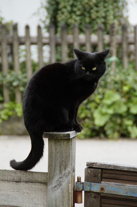 Crna mačka mačak