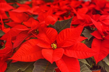 Božićna zvezda, Božićno drvce