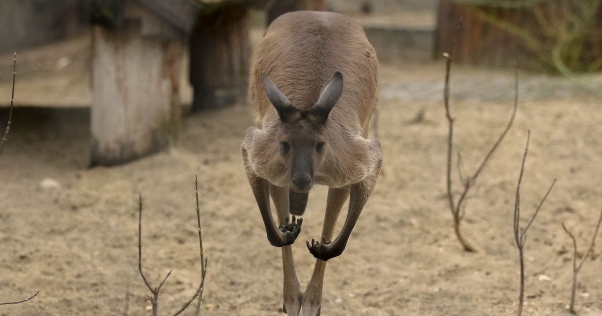 Australija u šoku: U vojnom kampu nađena tela 98 ubijenih kengura, optužena jedna osoba