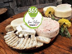 365 dana kroz Srbiju, Zvijezd sirevi