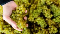 Važna vest za vinogradare: Raspisan javni poziv za podizanje zasada vinove loze, ovo su detalji