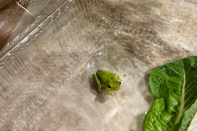 Simon Curtis Frog Žaba Salata Simon Curtis Frog Žaba Salata