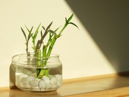 Bambus, biljka, cvet, saksija