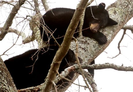 Medvedi medvedica mečići Virdžinija