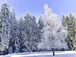 Zlatar planina zima sneg