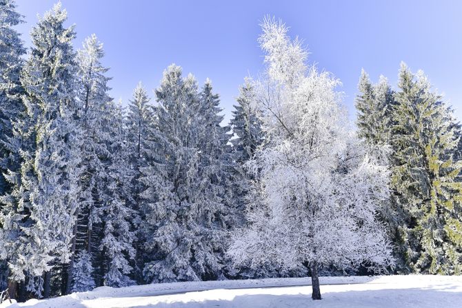 Zlatar planina zima sneg