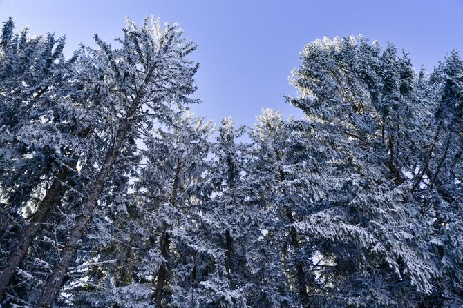 Zlatar planina zima sneg