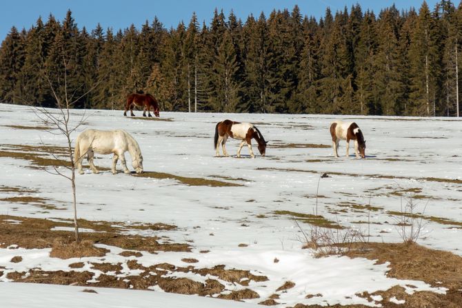 Zlatar planina zima sneg