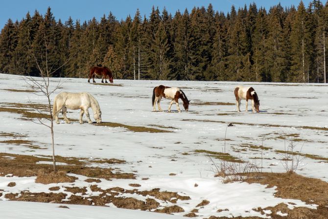 Zlatar planina zima sneg Zlatar planina zima sneg