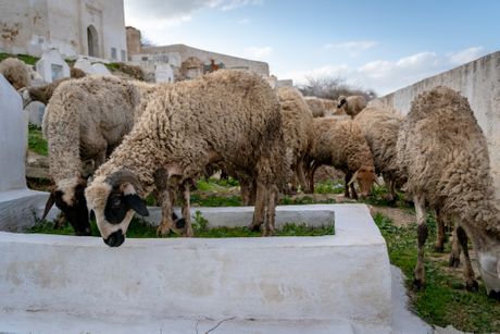 Ovce, ovca  na groblju