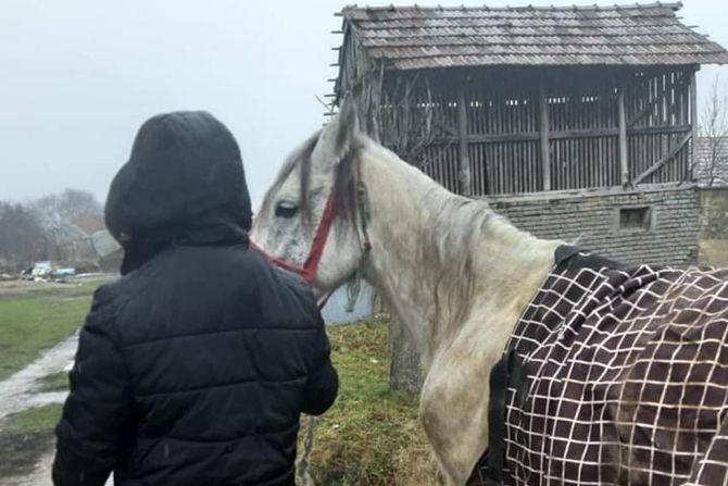 Kobila Greta Kobila Greta