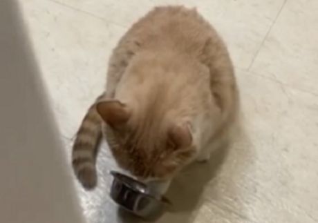 Mačka obrok hrana činija
