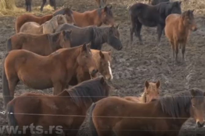 konji, banatsko karađorđevo