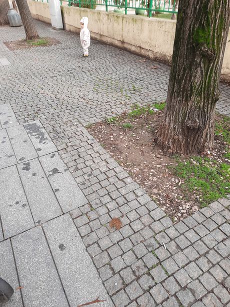 Pseći izmet na ulici, Zemun