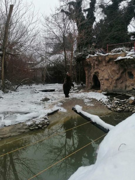 Zoo vrt Palić