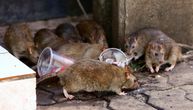Građani koji muku muče s pacovima i miševima to mogu da prijave gradu: U 2 slučaja glodari su opasni za ljude