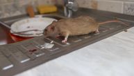 Na KiM zabeležen prvi slučaj mišje groznice