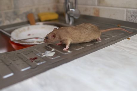 Miš miševi pacovi mišija groznica