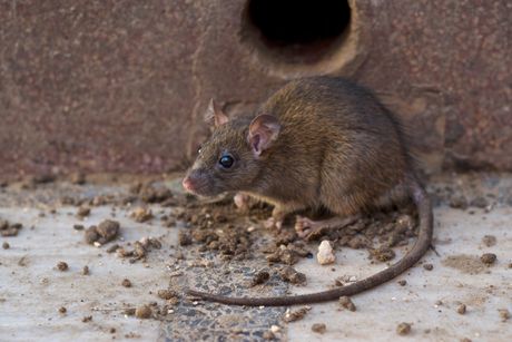 Miš miševi pacovi mišija groznica