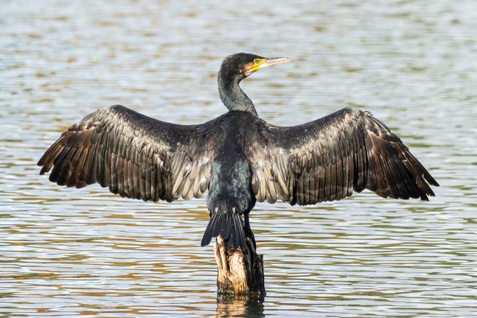 Ptica kormoran