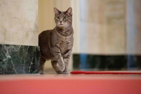 Vilou, mačka Džoa Bajdena
