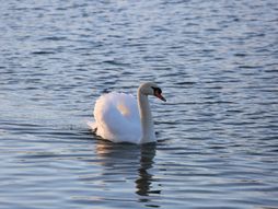 Labudovi na Adi Ciganliji