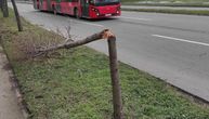 Vandali polomili 12 mladih stabala na Novom Beogradu