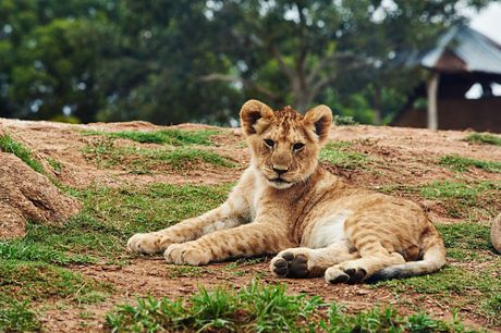 Lav mladunče lavić