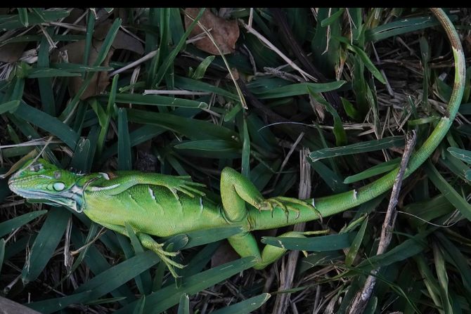 Iguana Florida