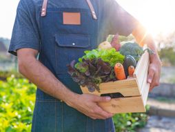 Hrana poljoprivreda organska zdrava povrće uzgoj proizvodnja