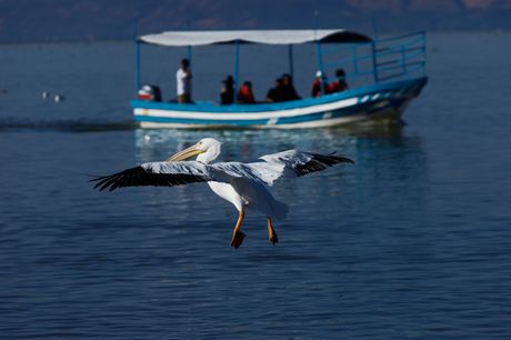 Meksiko, Pelikani, migracija, Veliki broj pelikana se vratio u meksičku državu Jalisco