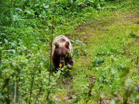 Mrki medvedi, Tara, Nacionalni park