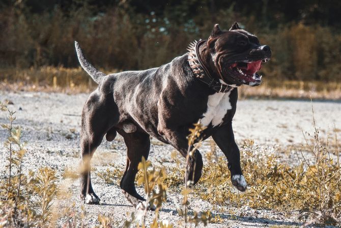 Staford terijer, Staffordshire Terrier