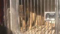 First videos of runaway lion caught after roaming around Budva for days: He's exhausted, but safe now