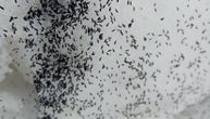 "Prizor jeziv, šetate po snegu, oko vas insekti, neki skoče": Crne bube danima seju strah u užičkim selima