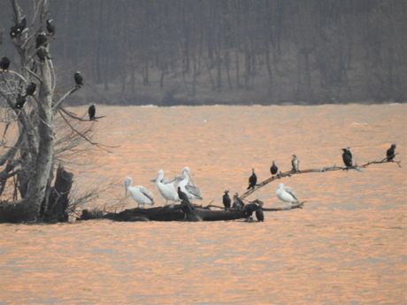 kudravi nesit (Pelicanus crispus), Kudravi džinovi uživaju na Dunavu