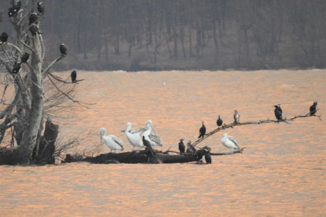 kudravi nesit (Pelicanus crispus), Kudravi džinovi uživaju na Dunavu