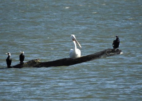 kudravi nesit (Pelicanus crispus), Kudravi džinovi uživaju na Dunavu