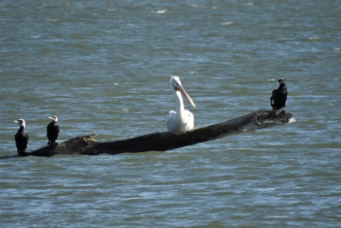 kudravi nesit (Pelicanus crispus), Kudravi džinovi uživaju na Dunavu