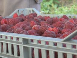 Maline malinari